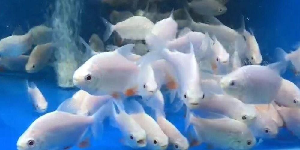 祥龍魚場觀賞魚圖片大全大圖 龍魚百科 第22張 祥龍魚場觀賞魚圖片大全大圖 祥龍魚場觀賞魚圖片大全大圖 龍魚百科 第22張