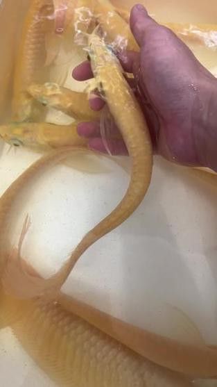 祥龍魚場觀賞魚圖片大全大圖 龍魚百科 第28張 祥龍魚場觀賞魚圖片大全大圖 祥龍魚場觀賞魚圖片大全大圖 龍魚百科 第28張
