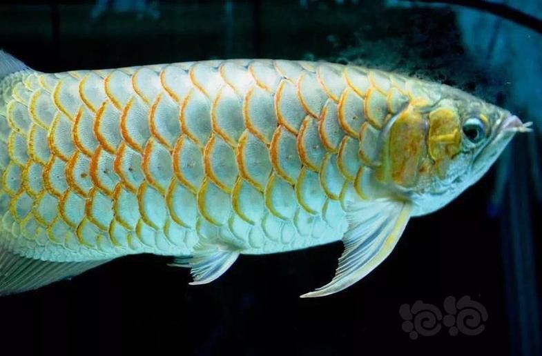 祥龍魚場觀賞魚圖片大全大圖 祥龍魚場觀賞魚圖片大全大圖 龍魚百科 第30張