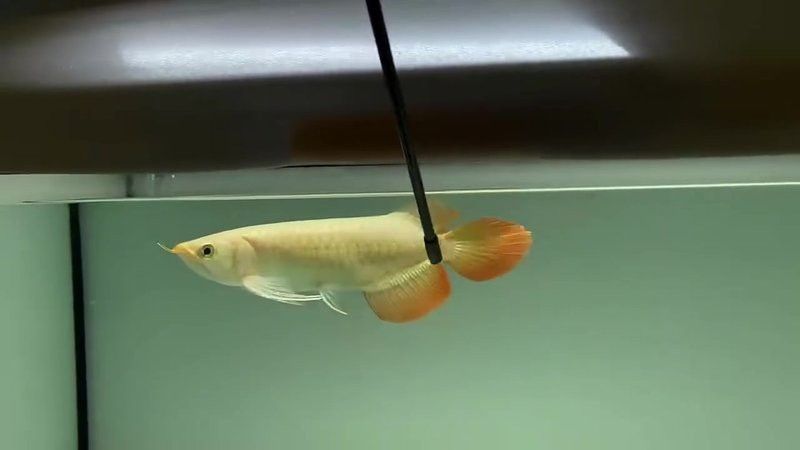 祥龍魚場觀賞魚圖片大全大圖 祥龍魚場觀賞魚圖片大全大圖 龍魚百科 第32張