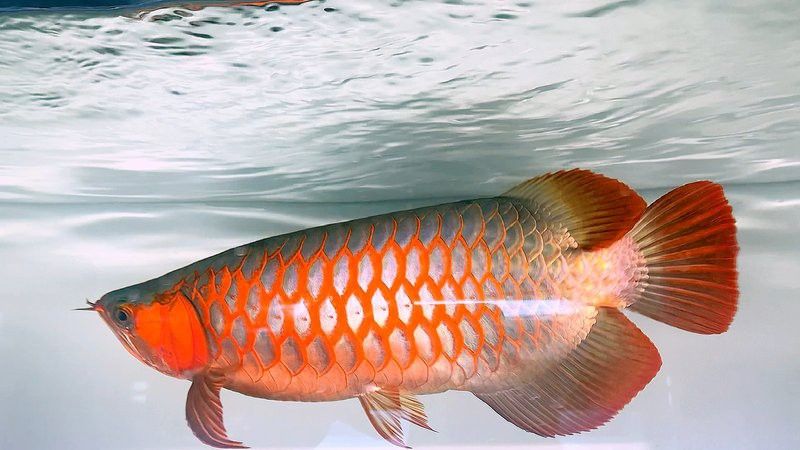 祥龍魚場觀賞魚圖片大全大圖 祥龍魚場觀賞魚圖片大全大圖 龍魚百科 第34張