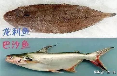 龍利魚批發市場價格:龍利魚一般多大 龍利魚批發市場價格:龍利魚一般多大 龍魚百科