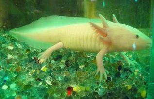 被龍魚咬了有什么預兆？：被龍魚咬了有什么預兆