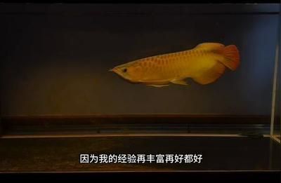 龍魚紀錄片：《龍魚》紀錄片