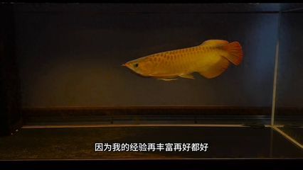 龍魚紀錄片：《龍魚》紀錄片