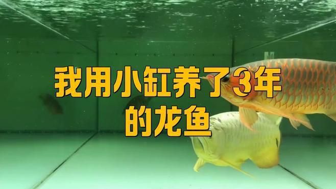 龍魚長身好還是短身好