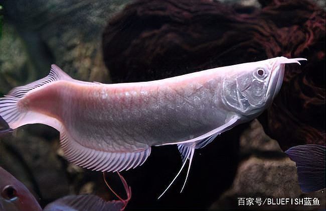 銀龍魚的最佳繁殖條件是什么？