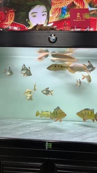 一條龍魚一條虎魚的講究圖片