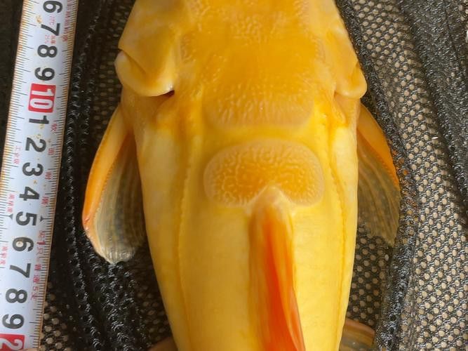 一條龍魚一條虎魚的講究圖片