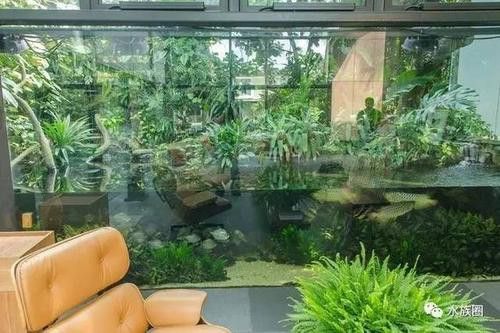 一條龍魚一條虎魚的講究圖片