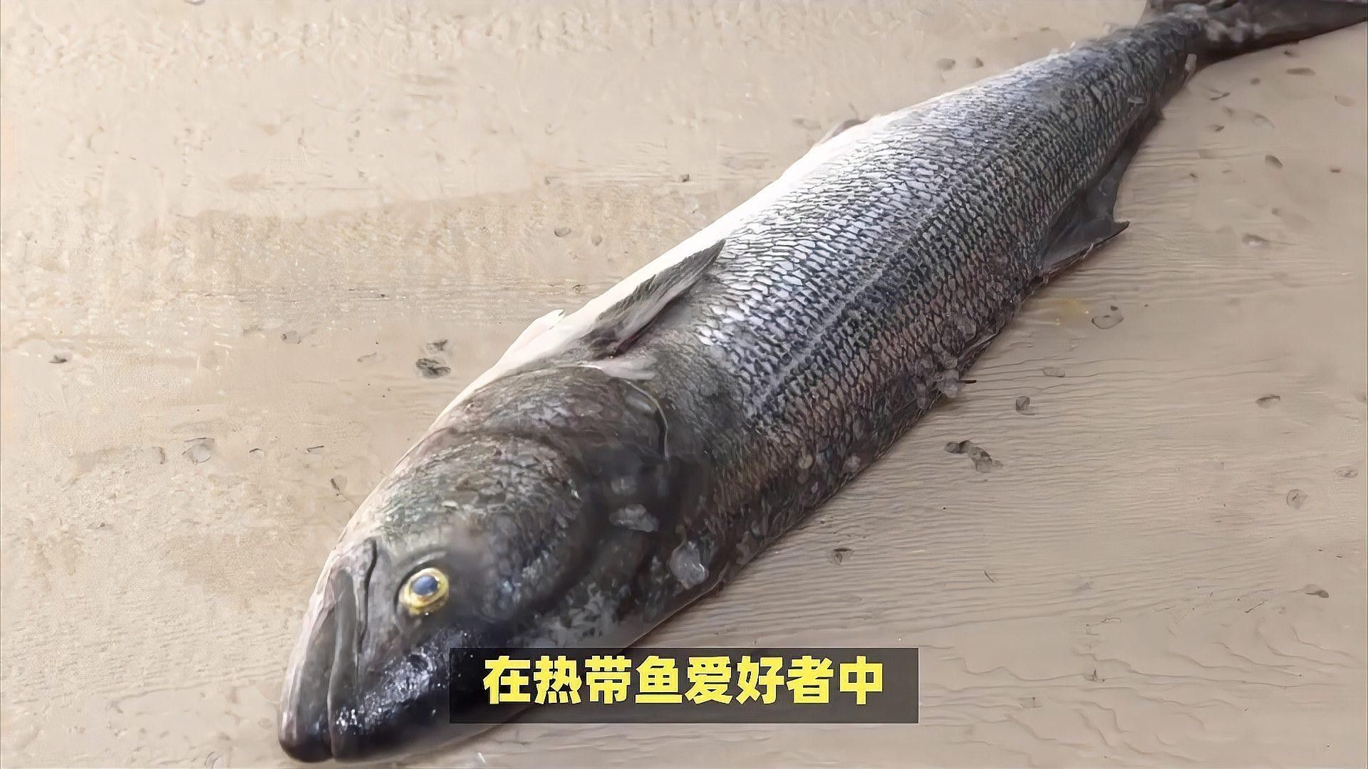 紅龍魚和銀龍魚的區別是什么