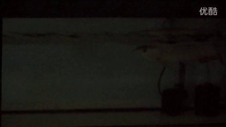 小金龍魚怎么養:小金龍魚的飼養方法 龍魚百科 第1張 小金龍魚怎么養:小金龍魚的飼養方法 小金龍魚怎么養:小金龍魚的飼養方法 龍魚百科 第1張