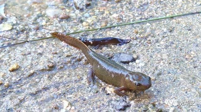 如何區分四角龍魚和其他類似生物？