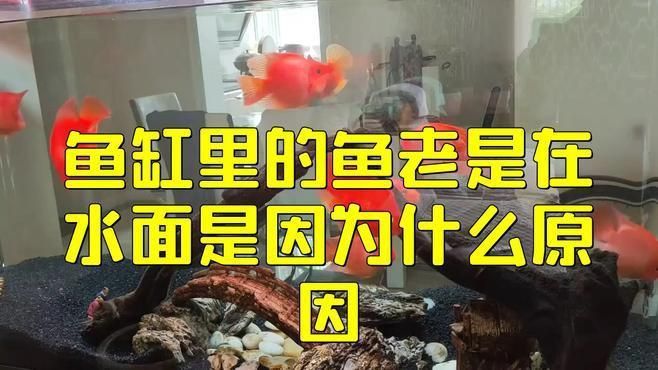 如何預防魚浮在水面上？ 如何預防魚浮在水面上？ 龍魚百科 第1張