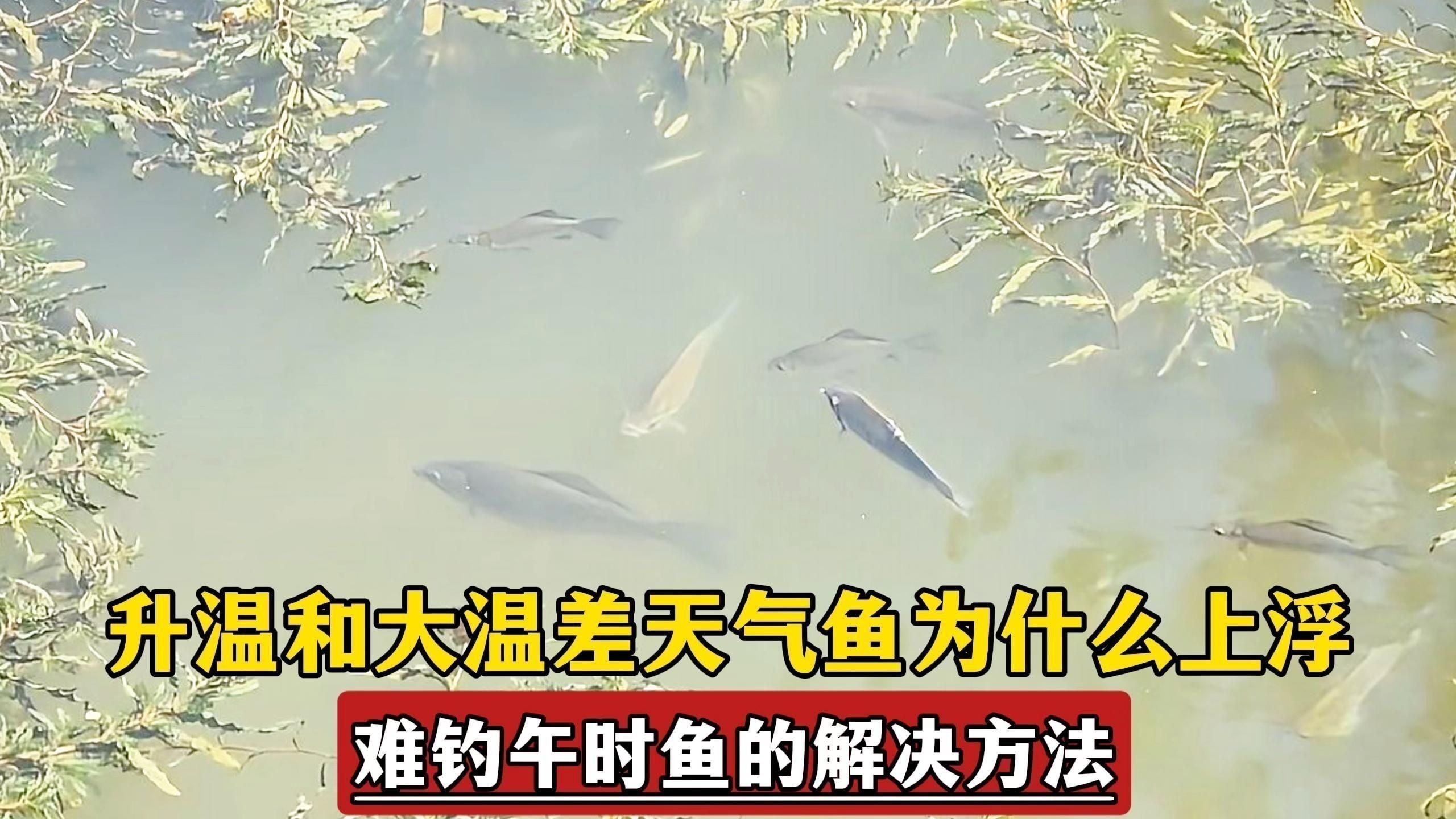 如何預防魚浮在水面上？ 如何預防魚浮在水面上？ 龍魚百科 第4張