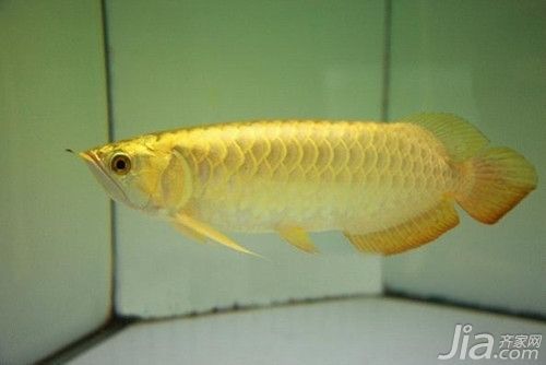 金龍魚有沒有高背養到過背的魚：如何鑒別金龍魚的品種，金龍魚養殖環境要求，金龍魚遺傳特性解析