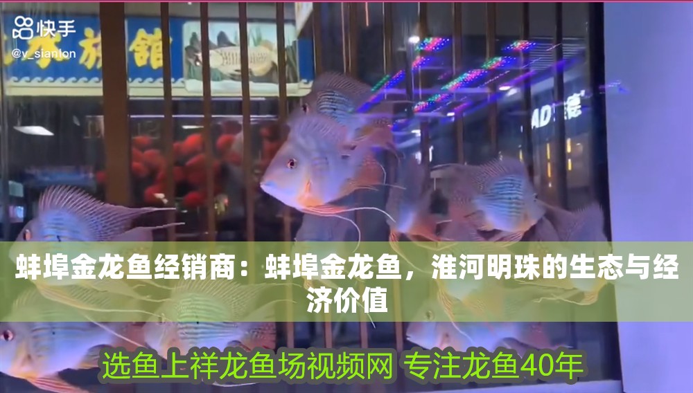 蚌埠金龍魚經銷商：蚌埠金龍魚，淮河明珠的生態與經濟價值