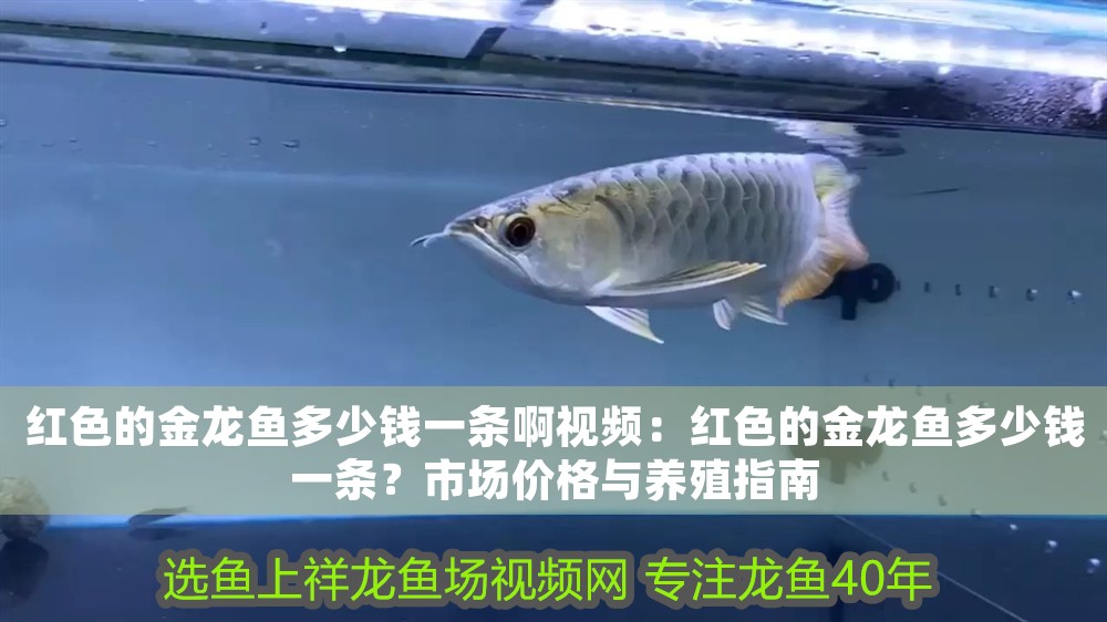 紅色的金龍魚多少錢一條啊視頻：紅色的金龍魚多少錢一條？市場價格與養殖指南