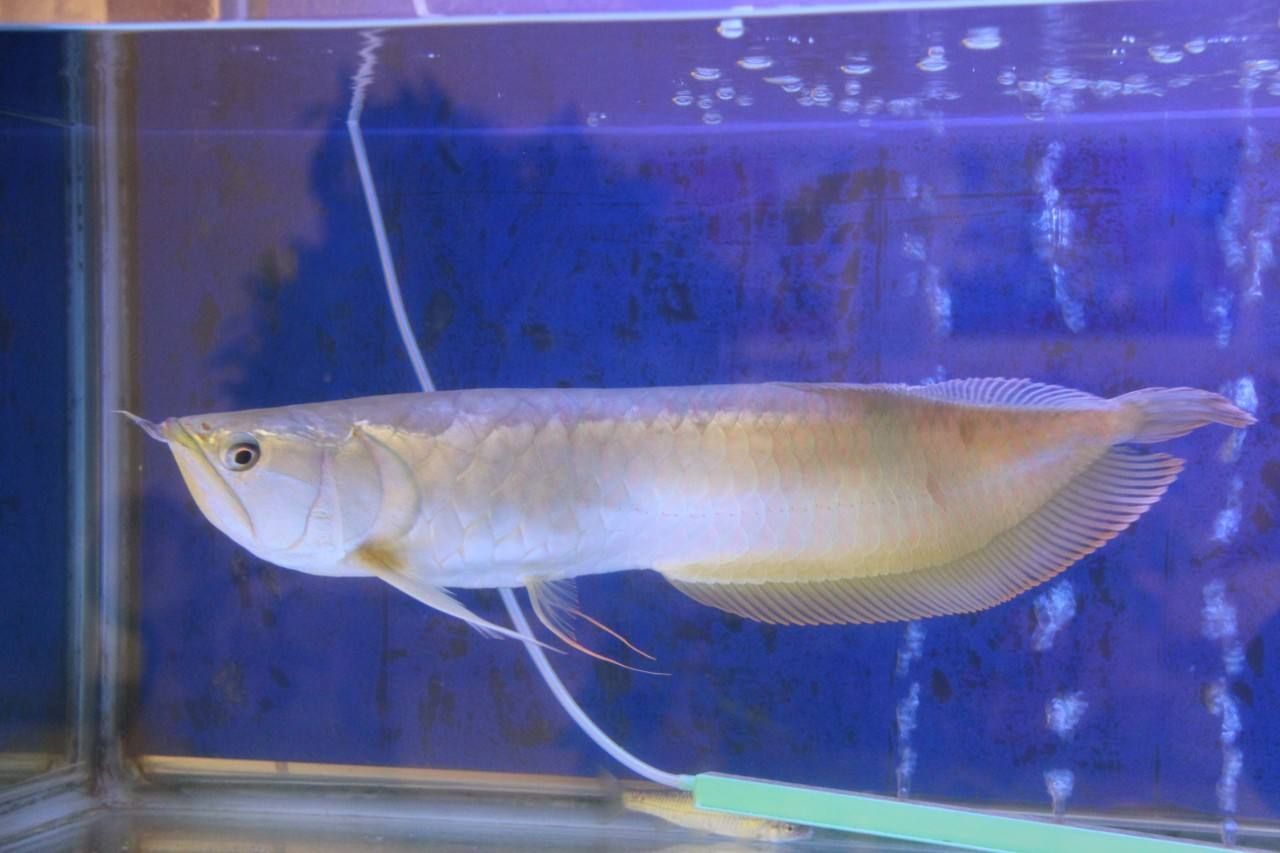 養龍魚和虎魚有什么講究：養龍魚和虎魚在風水學上有一些特殊的講究
