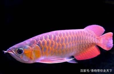 紅龍魚有什么寓意【紅龍魚的寓意與風水寓意的起源和發(fā)展紅龍魚寓意的理解】