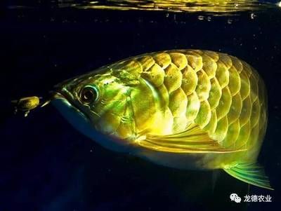 紅龍魚的發色過程是什么（紅龍魚發色的四個階段） 紅龍魚的發色過程是什么（紅龍魚發色的四個階段） 龍魚百科 第2張