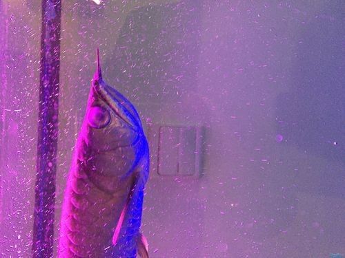 銀龍魚眼睛長白膜是什么原因造成的圖片
