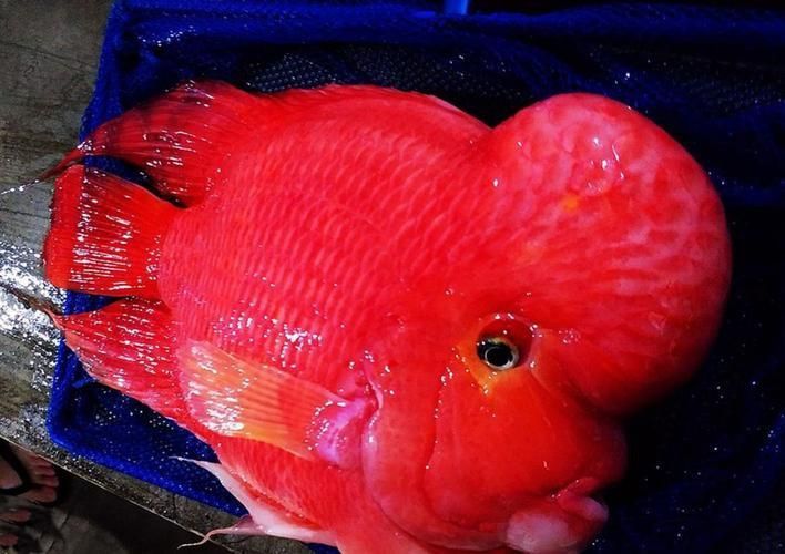 金剛鸚鵡魚和財神區別圖片