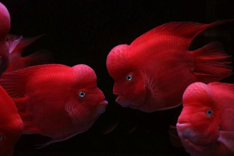 金剛鸚鵡魚和財神區別圖片