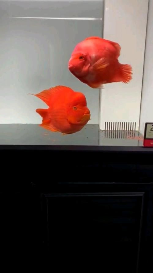 金剛鸚鵡魚和財神區別圖片