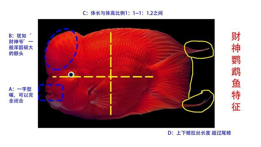 金剛鸚鵡魚和財神區別圖片