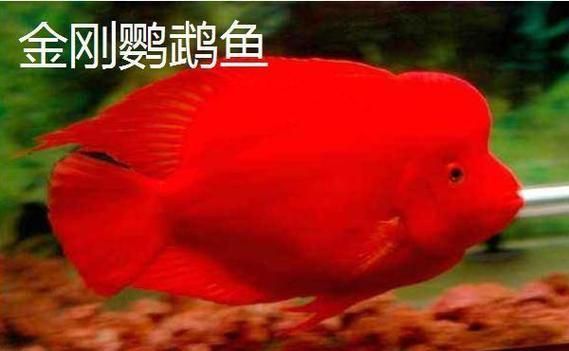 金剛鸚鵡魚和財神區別圖片