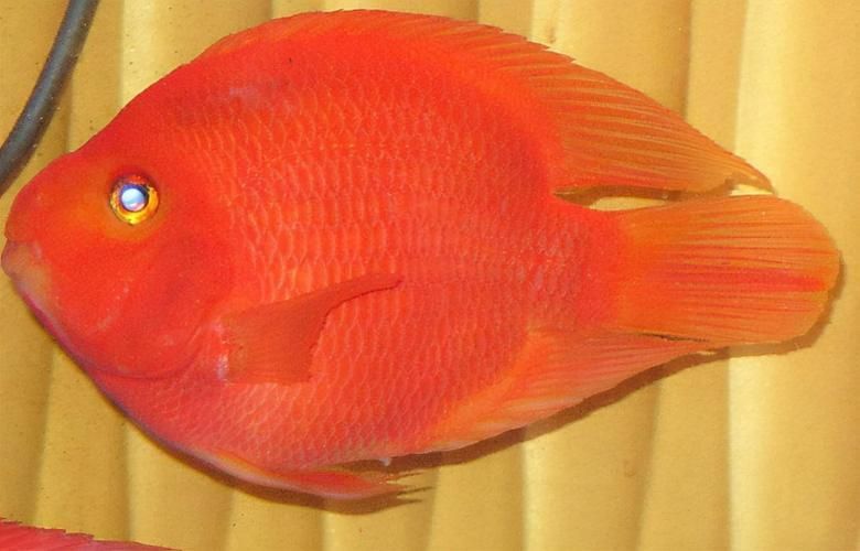 金剛鸚鵡魚和財神區別圖片