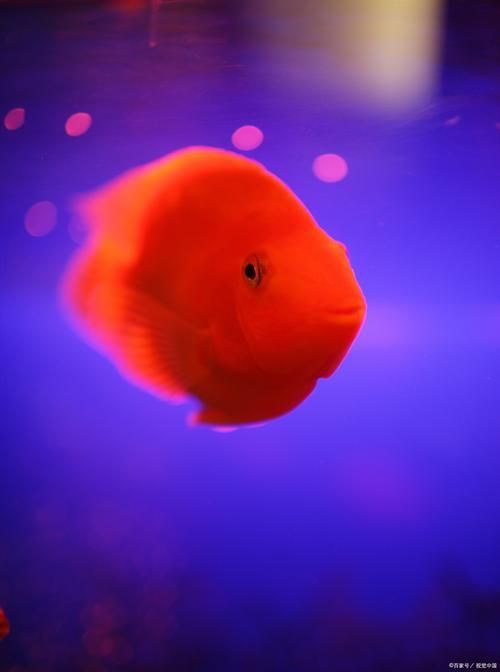 金剛鸚鵡魚和財神區別圖片