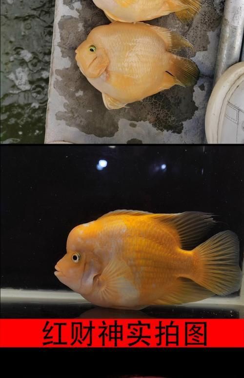 金剛鸚鵡魚和財神區別圖片