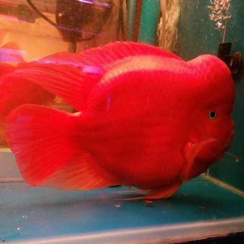 金剛鸚鵡魚和財神區別圖片