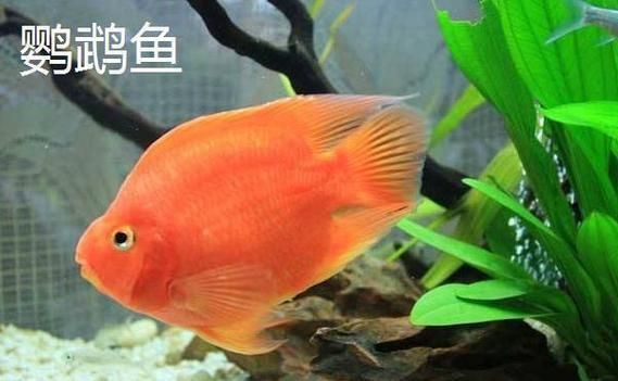 金剛鸚鵡魚和財神區別圖片