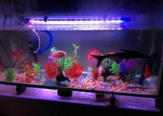 魚缸養魚的笑話大全(魚缸養魚的誤區解析) 龍魚百科 第3張 魚缸養魚的笑話大全(魚缸養魚的誤區解析) 魚缸養魚的笑話大全(魚缸養魚的誤區解析) 龍魚百科 第3張