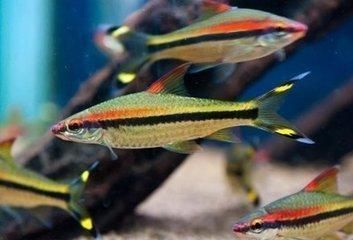 魚缸養魚的笑話大全(魚缸養魚的誤區解析) 龍魚百科 第5張 魚缸養魚的笑話大全(魚缸養魚的誤區解析) 魚缸養魚的笑話大全(魚缸養魚的誤區解析) 龍魚百科 第5張