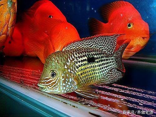 金龍魚吃金魚