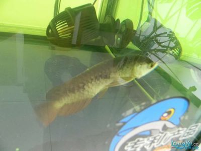 龍魚不愛游動弓背怎么辦：如何解決龍魚不愛游動和弓背的問題 龍魚不愛游動弓背怎么辦：如何解決龍魚不愛游動和弓背的問題 龍魚百科 第2張