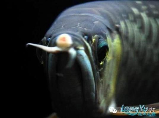 龍魚常見疾病：龍魚常見疾病及防治措施