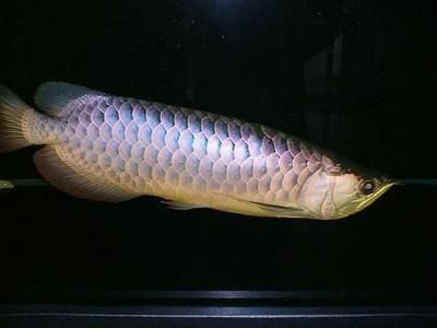 龍魚知識與喂養方法大全：龍魚的喂養方法和注意事項， 龍魚知識與喂養方法大全：龍魚的喂養方法和注意事項， 龍魚百科 第3張
