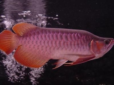 龍魚知識與喂養方法大全：龍魚的喂養方法和注意事項， 龍魚知識與喂養方法大全：龍魚的喂養方法和注意事項， 龍魚百科 第1張
