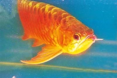 龍魚知識與喂養方法大全：龍魚的喂養方法和注意事項， 龍魚知識與喂養方法大全：龍魚的喂養方法和注意事項， 龍魚百科 第4張