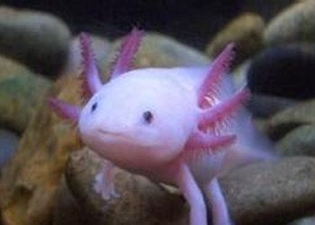 六角龍魚什么價格，六角龍魚市場價格趨勢