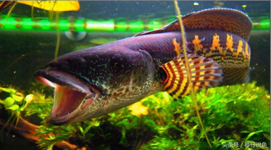 冷水龍魚有哪些：冷水龍魚有哪些呢？