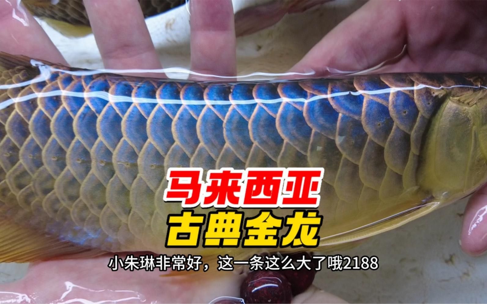 金龍魚稀有品種有哪些獨特特征？