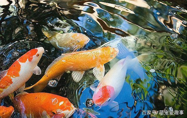 九條錦鯉最忌三種顏色