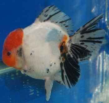 金龍魚顏色發白怎么回事（金龍魚顏色發白可能由多種原因引起，以下原因及相應的解決措施）