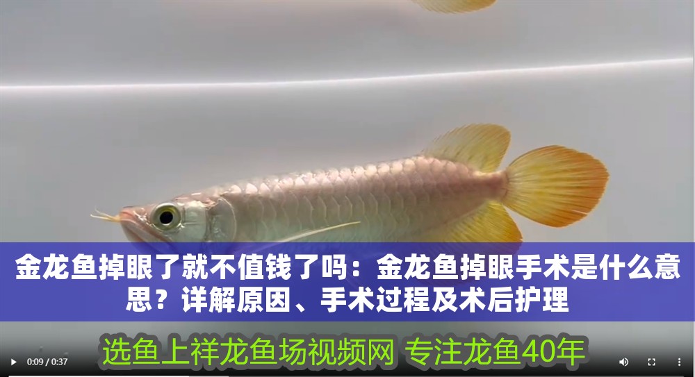 金龍魚(yú)掉眼了就不值錢(qián)了嗎：金龍魚(yú)掉眼手術(shù)是什么意思？詳解原因、手術(shù)過(guò)程及術(shù)后護(hù)理 金龍魚(yú)掉眼了就不值錢(qián)了嗎：金龍魚(yú)掉眼手術(shù)是什么意思？詳解原因、手術(shù)過(guò)程及術(shù)后護(hù)理 龍魚(yú)百科 第1張
